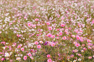 大芦橋と満開のコスモスが咲く、コスモスフェスティバル（コスモスアリーナふきあげ）
埼玉県鴻巣市-2024
