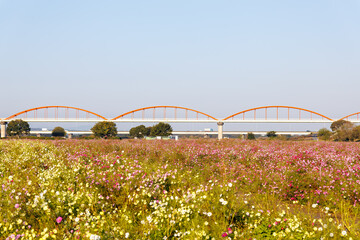 大芦橋と満開のコスモスが咲く、コスモスフェスティバル（コスモスアリーナふきあげ）
埼玉県鴻巣市-2024
