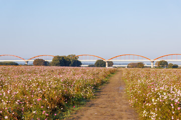 大芦橋と満開のコスモスが咲く、コスモスフェスティバル（コスモスアリーナふきあげ）
埼玉県鴻巣市-2024

