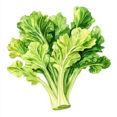 Fresh leafy greens on a white background.