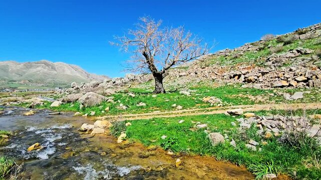 A lone tree stands beside a flowing stream, embraced by rugged rocks and a brilliant blue sky.
📍Hawraman, Sarvabad - Kurdistan 