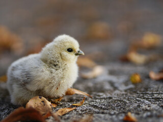 chick on the ground with autumn leaves in the city park.