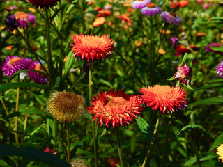 Pink gold strawflower- Everlasting or Paper daisies (Helichrysum bracteatum)	