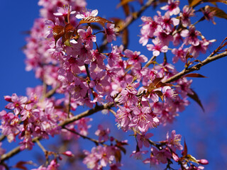 Wild Himalayan Cherry, Prunus cerasoides, Sakura in Thailand	