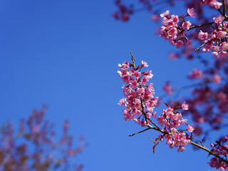 Wild Himalayan Cherry, Prunus cerasoides, Sakura in Thailand	
