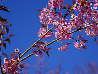 Wild Himalayan Cherry, Prunus cerasoides, Sakura in Thailand	