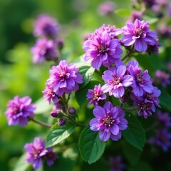 Fototapeta premium The shali violet bush is covered with purple flowers that are blooming in clusters on the stem, clusters, plants