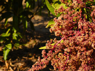 Mango flower in the garden. (Mangifera indica)