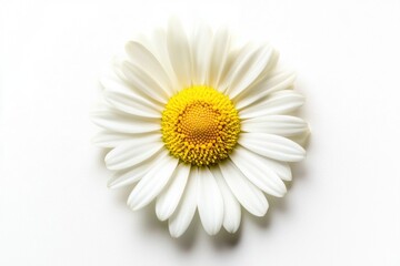 Fototapeta premium A detailed view of a single flower on a clean white background