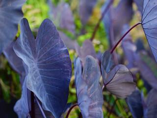 Plant Colocasia esculenta 'Black Magic' growing outdoors in the garden	