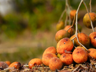Otatheite apple or Jew's plum, Spondias Dulcis. The fruit is oval or fusiform. The fruit is greenish-yellow when mature. When cooked it is orange. The flesh is white and green. Sweet and sour taste,