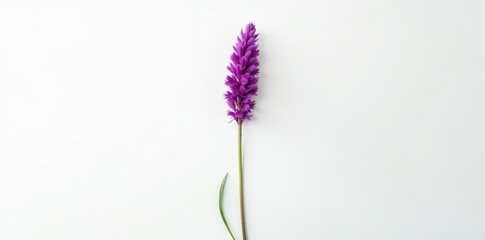 Obraz premium Single stem of purple Liatris spicata against a white backdrop, spicata, gay feather flower