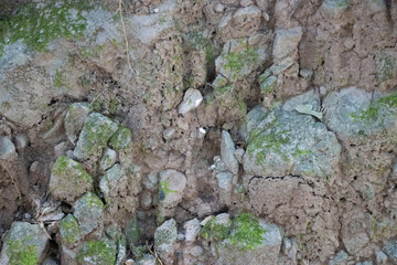 Moss and Soil Composition Close-Up - Nature’s Intricate Textures for Organic and Environmental Themes