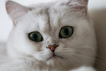 close-up portrait of cat