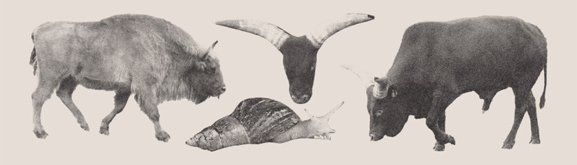 Set of photocopy wild animals. Snail, buffalo, bison. Halftone collage elements.