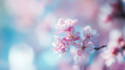 Delicate Pink Blossoms