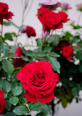Red rose flower blooming, Flower background