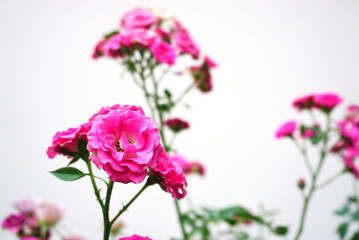 Close up shot of pink rose blossom with white background
