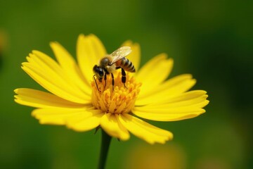 Small bee lands on bright yellow flower, collecting nectar, yellow, pollination