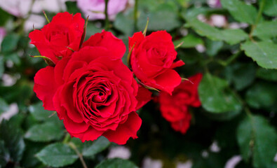 Red rose flower blooming, Flower background