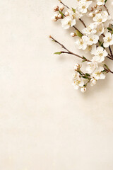Elegant Spring background with white cherry blossoms, with an soft and warm feel, a space for a text	