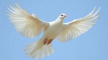 Obraz premium White Dove in Flight