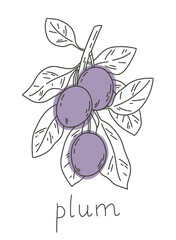 Plum tree branch illustration. Simple vector line art of fruits. 