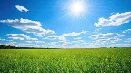 Obraz premium Sunny Meadow
