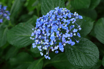 紫陽花