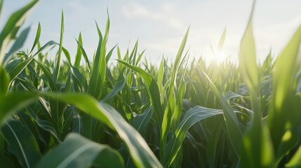 Green Maize Corn Field Plantation in Summer: Close-Up of Corn on the Cob in a Field