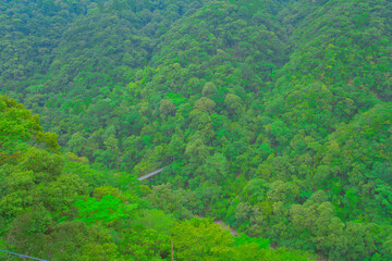 山