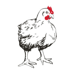 Poultry chicken vectorize illustration in white background.  