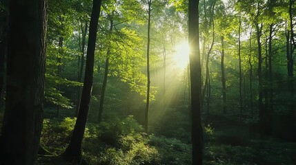 Fototapeta premium Sunlight Streaming Through the Lush Green Canopy of Trees in a Forest: Nature’s Radiant Beauty