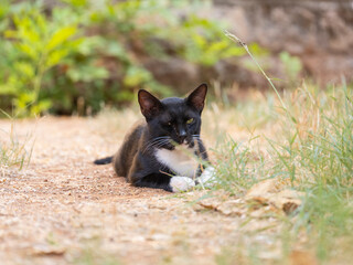 a little injured cat