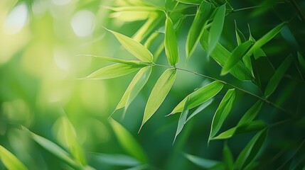Lush green bamboo leaves sunlight garden background nature