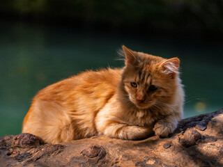 a yellow cat lying on a tree