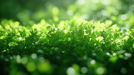 Lush green foliage bathed in sunlight, natural background, perfect for nature themes