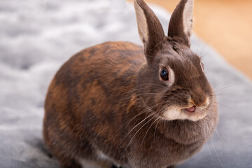 うさぎ　Rabbit