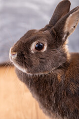 うさぎ　Rabbit