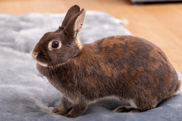 うさぎ　Rabbit