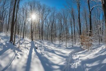 A panoramic winter landscape of a forest covered in pristine white snow under a bright blue sky.