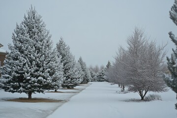 Obraz premium A row of snow-covered trees lining a quiet path under a soft gray sky.