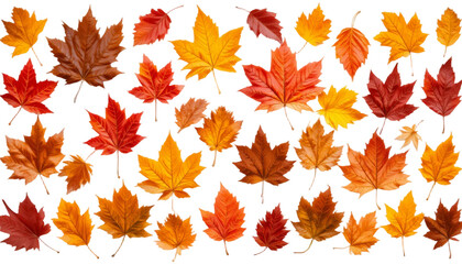 Isolated leaves. Collection of multicolored fallen autumn leaves isolated on white background
