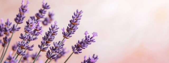 Obraz premium Vibrant Lavender Flowers with Soft Background for Relaxing Atmosphere and Natural Beauty Enhancement