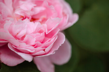 Close-up of vibrant roses in full bloom, showcasing their delicate petals and rich colors. The image captures the essence of spring, beauty, and nature, symbolizing love, freshness, and seasonal renew
