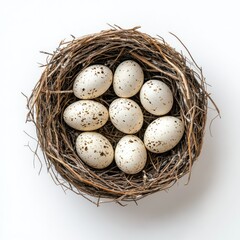 Spring Bird Nest Eggs Green Leaves new on white background