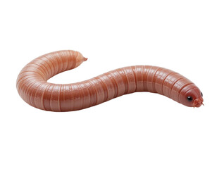 Earth worm isolated
