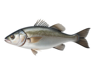 One fresh sea bass fish isolated on white background