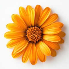 Single orange flower top view on white background