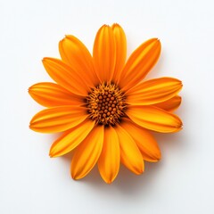 Single orange flower top view on white background